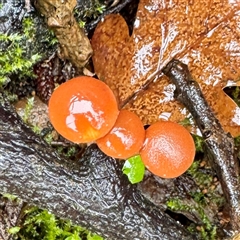 Gymnopilus sp. at Harrietville, VIC - 9 Jun 2025 11:19 AM