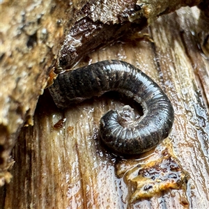 Ommatoiulus moreleti at Harrietville, VIC - Yesterday by Hejor1