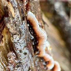 Xylobolus illudens at Harrietville, VIC - 9 Jun 2025 11:20 AM