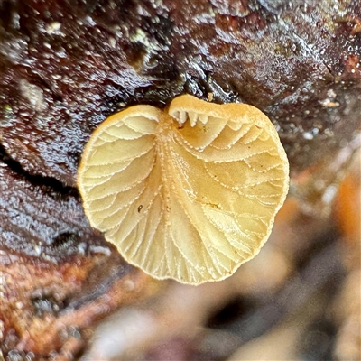 Crepidotus sp. at Harrietville, VIC - Yesterday by Hejor1