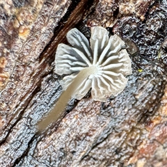 Mycena sp. (genus) at Harrietville, VIC - 9 Jun 2025 11:23 AM