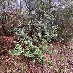 Ilex aquifolium (Holly) at Bright, VIC - 9 Jun 2025 by Hejor1