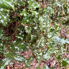 Ilex aquifolium at Bright, VIC - 9 Jun 2025 08:01 AM