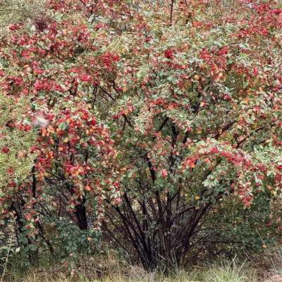 Cotoneaster glaucophyllus (Cotoneaster) at Bright, VIC - 9 Jun 2025 by Hejor1