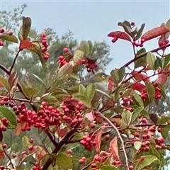 Cotoneaster glaucophyllus at Bright, VIC - 9 Jun 2025 08:14 AM
