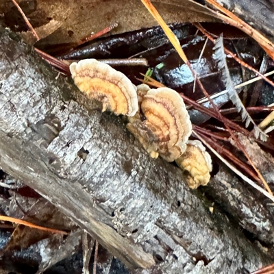 Trametes sp. at Bright, VIC - 9 Jun 2025 by Hejor1