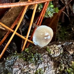 Mycena sp. (genus) at Bright, VIC - 9 Jun 2025 08:20 AM
