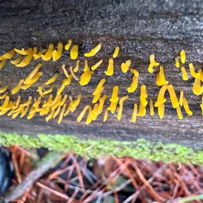 Calocera sp. (A stagshorn fungus) at Bright, VIC - 9 Jun 2025 by Hejor1