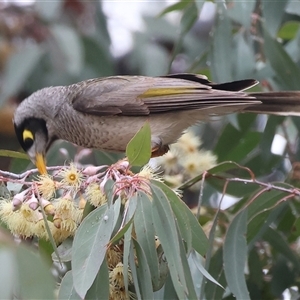 Manorina melanocephala (Noisy Miner) at Wodonga, VIC - 9 Jun 2025 by KylieWaldon