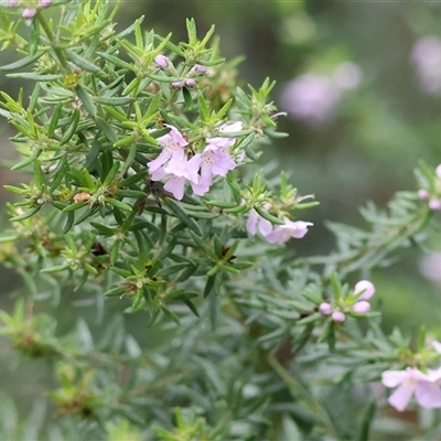 Westringia sp. at Wodonga, VIC - Yesterday by KylieWaldon