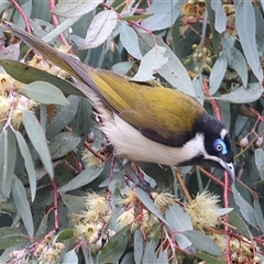 Entomyzon cyanotis (Blue-faced Honeyeater) by KylieWaldon