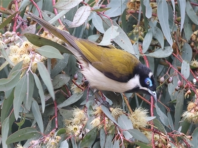 Entomyzon cyanotis (Blue-faced Honeyeater) by KylieWaldon