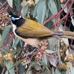 Entomyzon cyanotis at Wodonga, VIC - 9 Jun 2025 10:57 AM