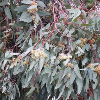 Eucalyptus dives by KylieWaldon