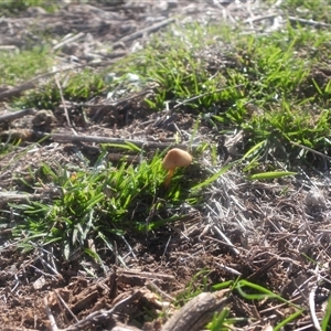 Unverified Fungus at Symonston, ACT - 1 Jun 2025 by DavidDedenczuk