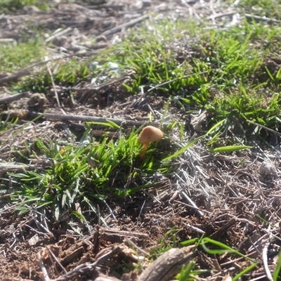 Unverified Fungus at Symonston, ACT - 1 Jun 2025 by DavidDedenczuk