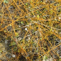Cassytha filiformis at Wangetti, QLD - 24 Jun 2015 by JasonPStewartNMsnc2016
