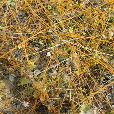 Cassytha filiformis at Wangetti, QLD - 24 Jun 2015 by JasonPStewartNMsnc2016