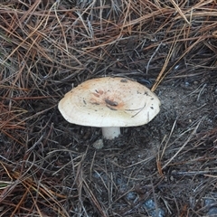 Lactarius deliciosus (Saffron Milkcap) at Isaacs, ACT - 1 Jun 2025 by DavidDedenczuk