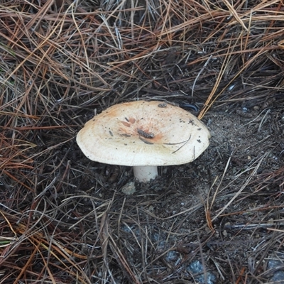 Lactarius deliciosus (Saffron Milkcap) at Isaacs, ACT - 1 Jun 2025 by DavidDedenczuk