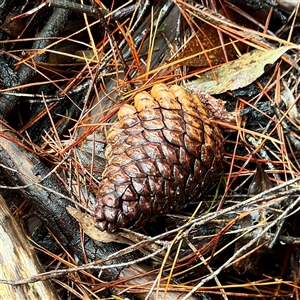 Pinus sp. (A Pine) at Bright, VIC - 9 Jun 2025 by Hejor1