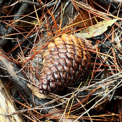 Pinus sp. (A Pine) at Bright, VIC - 9 Jun 2025 by Hejor1