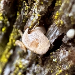 zz Polypore (shelf/hoof-like) at Bright, VIC - 9 Jun 2025 by Hejor1