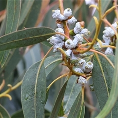 Eucalyptus globulus (Tasmanian blue gum) at Wodonga, VIC - Yesterday by KylieWaldon