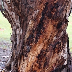 Eucalyptus globulus at Wodonga, VIC - 9 Jun 2025 10:28 AM