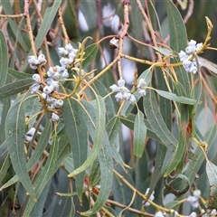 Eucalyptus globulus at Wodonga, VIC - 9 Jun 2025 10:28 AM