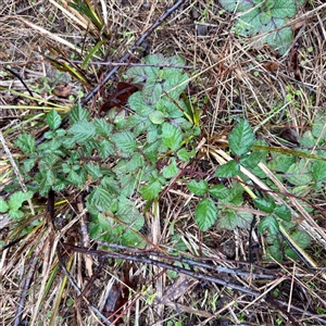 Rubus sp. at Bright, VIC - 9 Jun 2025 by Hejor1
