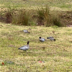 Chenonetta jubata at Bright, VIC - 9 Jun 2025 08:35 AM