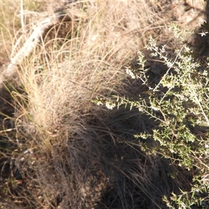Leucopogon or Styphelia sp. at Fadden, ACT - 1 Jun 2025 by DavidDedenczuk