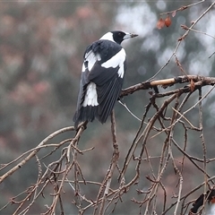 Gymnorhina tibicen (Australian Magpie) at Wodonga, VIC - 9 Jun 2025 by KylieWaldon