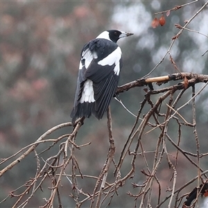Gymnorhina tibicen (Australian Magpie) at Wodonga, VIC - 9 Jun 2025 by KylieWaldon