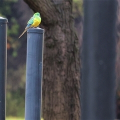 Psephotus haematonotus (Red-rumped Parrot) at Wodonga, VIC - 9 Jun 2025 by KylieWaldon