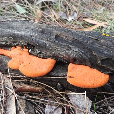 Trametes coccinea (Scarlet Bracket) at Majura, ACT - 7 Jun 2025 by DavidDedenczuk