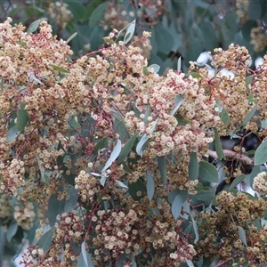 Eucalyptus polyanthemos at Wodonga, VIC - 9 Jun 2025 10:35 AM