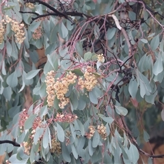 Eucalyptus polyanthemos at Wodonga, VIC - 9 Jun 2025 10:35 AM