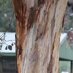 Eucalyptus polyanthemos at Wodonga, VIC - 9 Jun 2025 10:35 AM