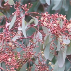 Eucalyptus polyanthemos at Wodonga, VIC - 9 Jun 2025 10:35 AM