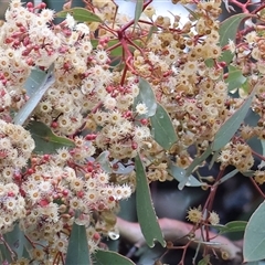 Eucalyptus polyanthemos at Wodonga, VIC - 9 Jun 2025 10:35 AM