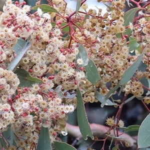 Eucalyptus polyanthemos at Wodonga, VIC - 9 Jun 2025 10:35 AM
