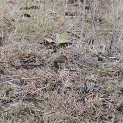 Neochmia temporalis (Red-browed Finch) at Rendezvous Creek, ACT - 9 Jun 2025 by VanceLawrence