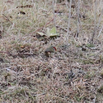 Neochmia temporalis (Red-browed Finch) at Rendezvous Creek, ACT - 9 Jun 2025 by VanceLawrence
