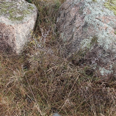 Discaria pubescens (Australian Anchor Plant) at Rendezvous Creek, ACT - 9 Jun 2025 by VanceLawrence