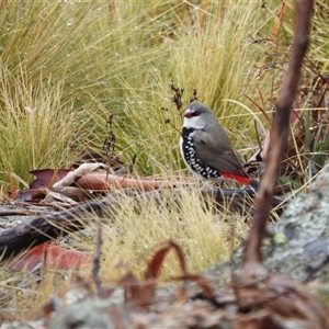 Stagonopleura guttata (Diamond Firetail) at Jerangle, NSW - 9 Jun 2025 by LineMarie