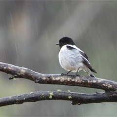Melanodryas cucullata cucullata (Hooded Robin) at Jerangle, NSW - Yesterday by LineMarie