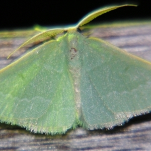 Unverified Geometer moth (Geometridae) at Rocky Creek, NSW - 3 Nov 2009 by PJH123