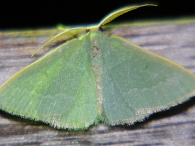 Chlorocoma pediobates (An Emerald moth (Geometrinae) at Rocky Creek, NSW - 3 Nov 2009 by PJH123